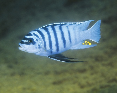 Maylandia fainzilberi 'Chirwa Island'